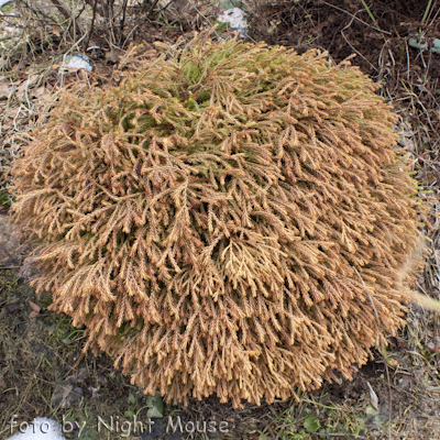 Thuja Golden Tuffet