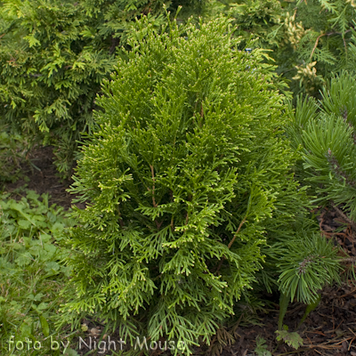 Thuja Smaragd Light