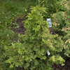 Thuja Coppergold