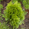 Thuja Smaragd Light