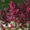 Astilbe