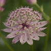 Astrantia