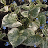 Brunnera