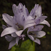 Campanula