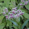 Epimedium