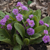 Primula