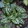 Pulmonaria