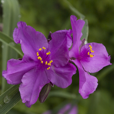 Tradescantia Concord Grape