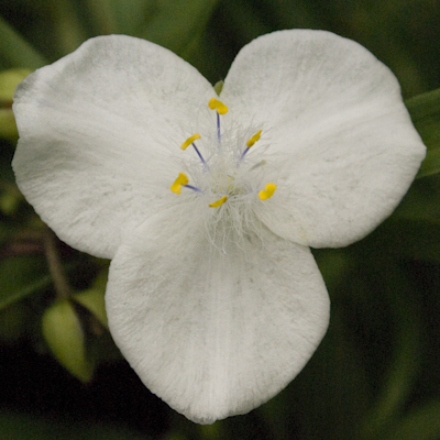 Tradescantia Innocence