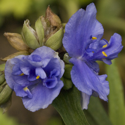 Tradescantia Mac`s Double