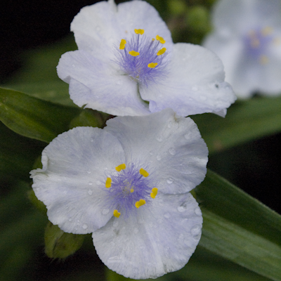 Tradescantia Osprey