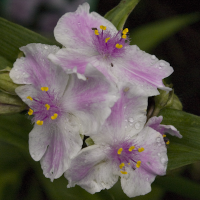 Tradescantia Pink Chablis