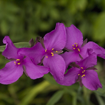 Tradescantia Red Grape