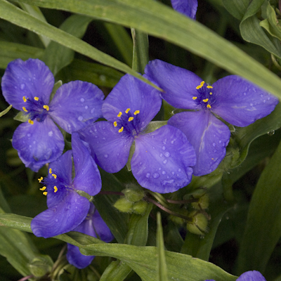 Tradescantia Zwanenburg Blue