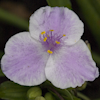 Tradescantia Pink Chablis