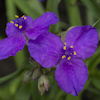 Tradescantia Purewell Giant