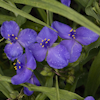 Tradescantia Zwanenburg Blue