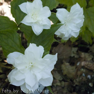 Trillium Flore Pleno