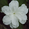 Trillium Flore Pleno